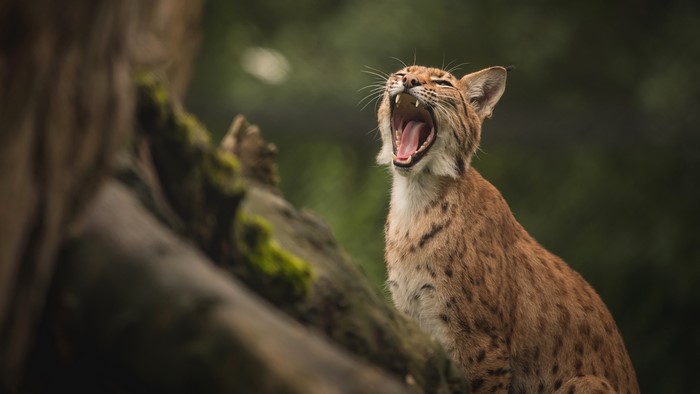 Lynx yawning on a mossy tree branch