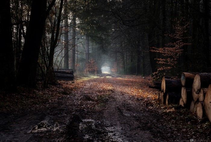 Dirt road through a dark, misty forest with logs