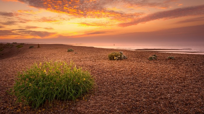 Beach with plants and sunset sky