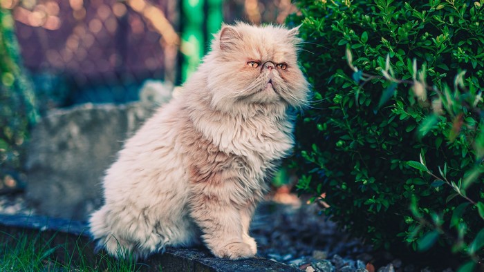 Fluffy Persian cat sitting outdoors near a bush