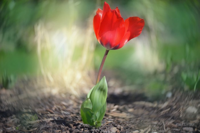 A single red tulip in bloom