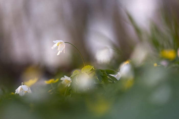White flowers in a green forest