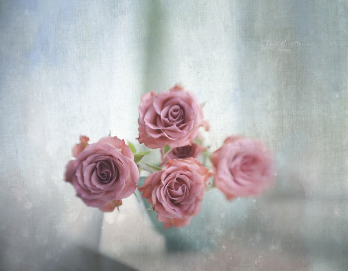Pink roses in a vase with textured background
