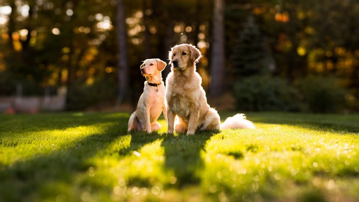 Two dogs sitting on grass in sunlight