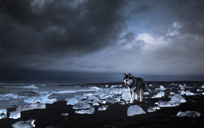 Siberian Husky on a black sand beach with ice chunks