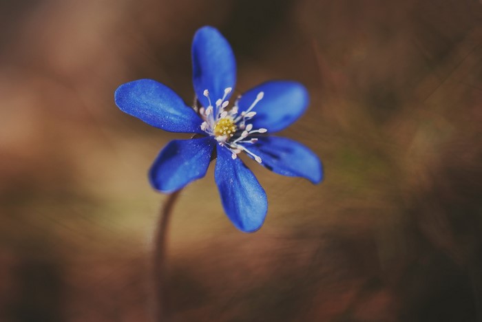 Close-up of a single blue wildflower with yellow center