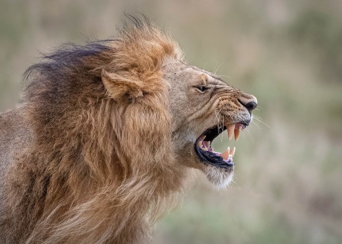 Lion roaring with mouth open