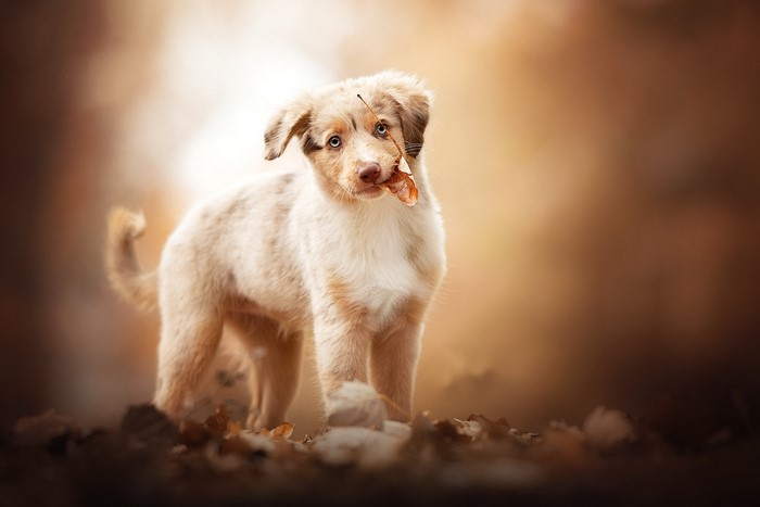 A fluffy Australian Shepherd puppy with a leaf in its mouth