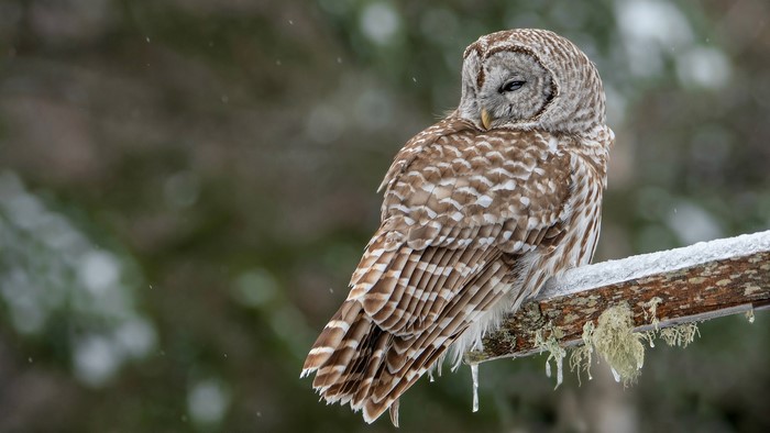 Barred owl perched on a snowy branch in winter