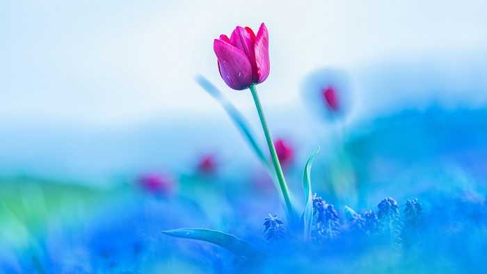 Pink tulip in a field of blue flowers