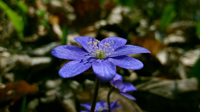 Close-up of a purple flower with bokeh background