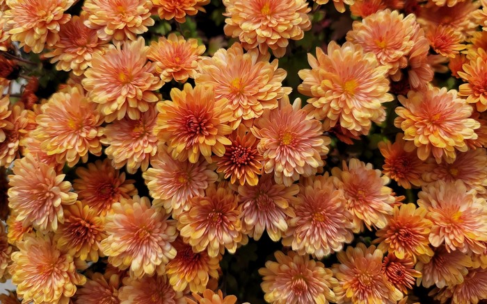 Close-up of orange chrysanthemums