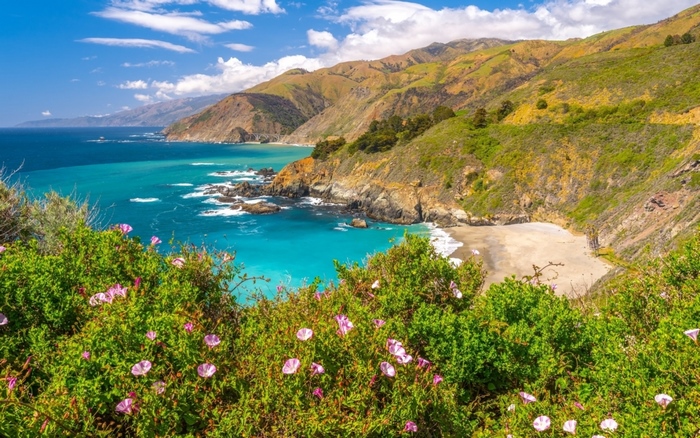 California Coast with Flowers and Ocean