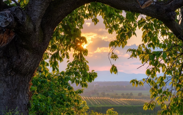 Sunrise seen through tree branches over a vineyard