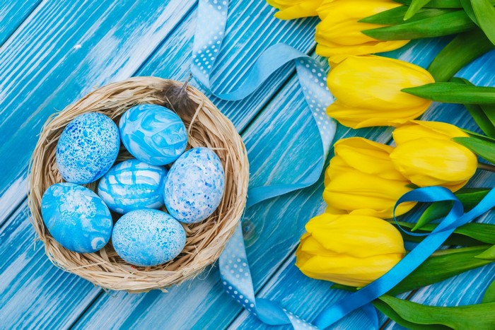 Easter eggs in a nest with yellow tulips and blue ribbon