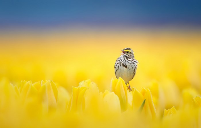 Bird singing on yellow tulips with blue sky