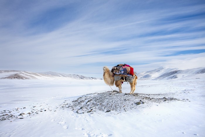 Camel loaded with luggage in a snowy landscape