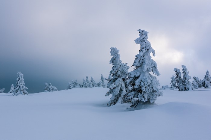Snow-covered trees on a winter landscape