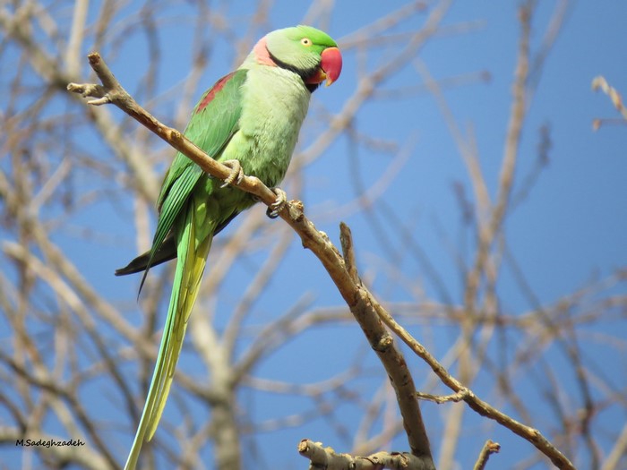 Green parrot with red and pink markings perched on a branch