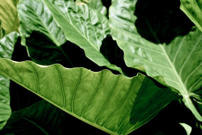 Close-up of large green elephant ear plant leaves