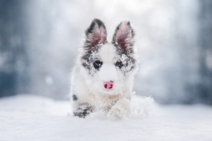 Puppy playing in the snow