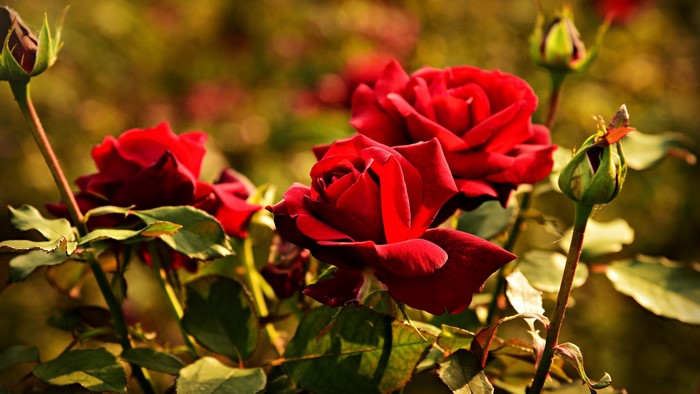 Red roses and buds in a garden