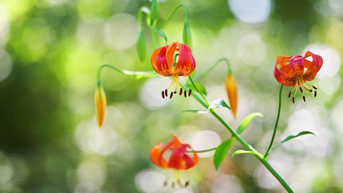 Orange and red Turk's cap lilies with buds