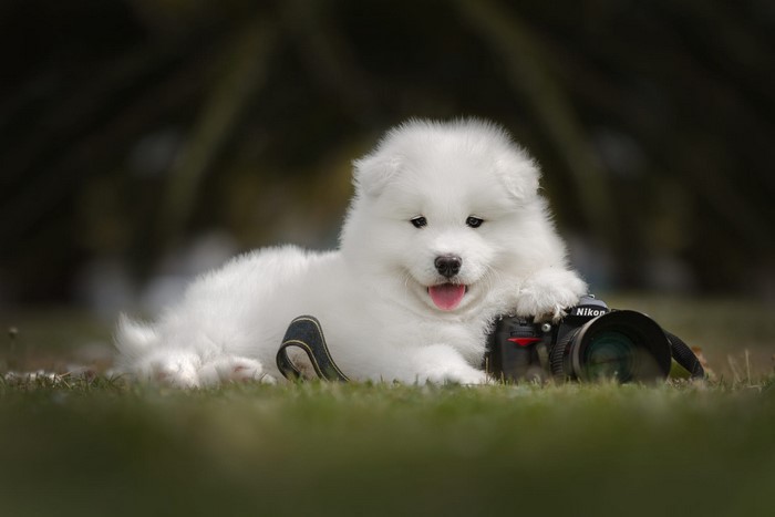 Samoyed puppy with a Nikon camera