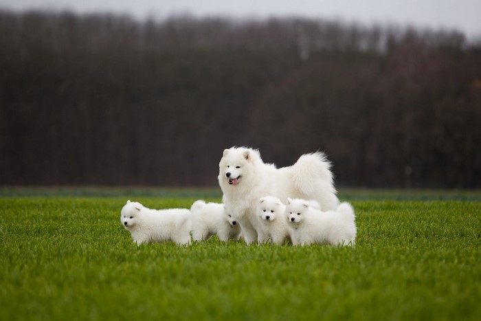 Samoyed dogs and puppies on a grassy field