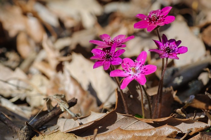 Pink wildflowers blooming among fallen leaves