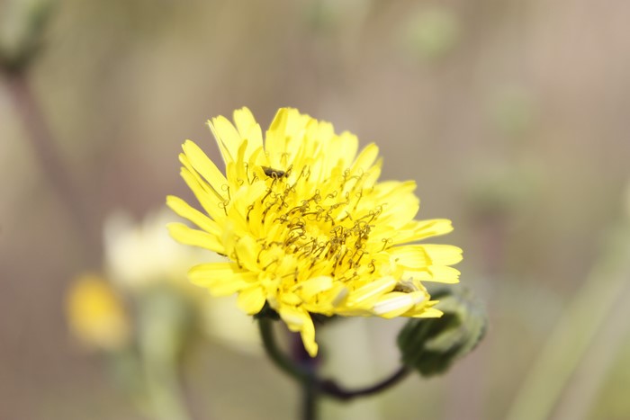 Yellow flower with a small insect