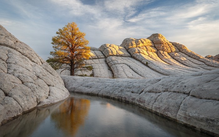Tree reflecting in water with sandstone formations