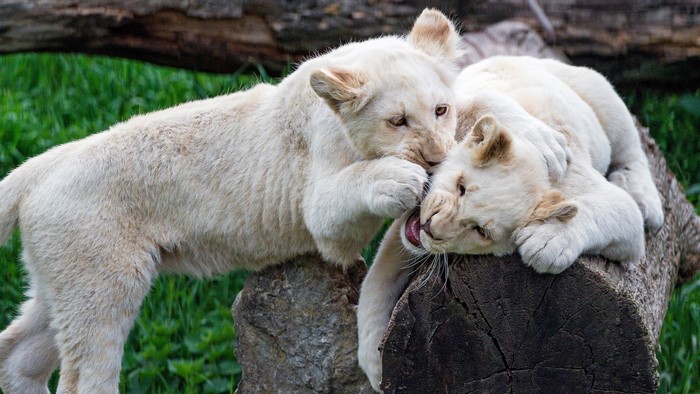 Two white lion cubs playing on logs
