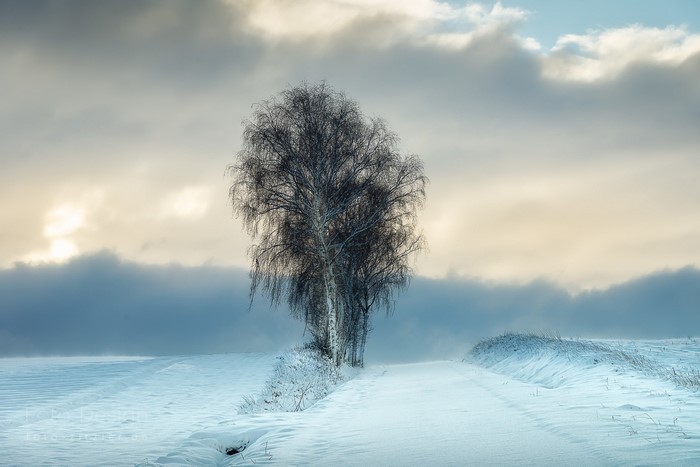 Snowy landscape with trees and a path