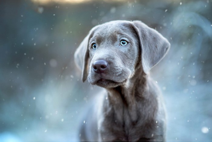Weimaraner puppy with blue eyes in snow