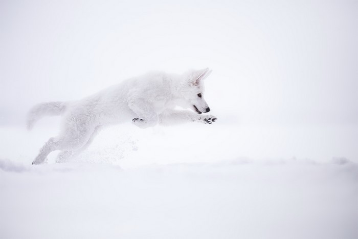 White dog running through snow