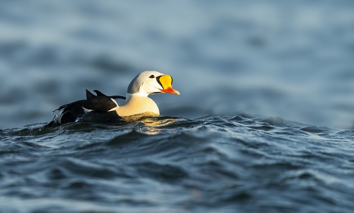 A King Eider duck swims in the ocean