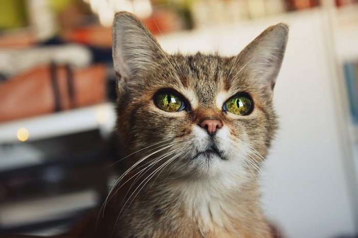 Close-up of a tabby cat with green eyes