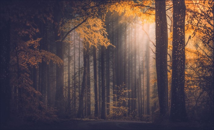 Sun rays filtering through autumn forest trees