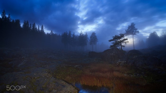 Misty forest landscape at dusk with pine trees