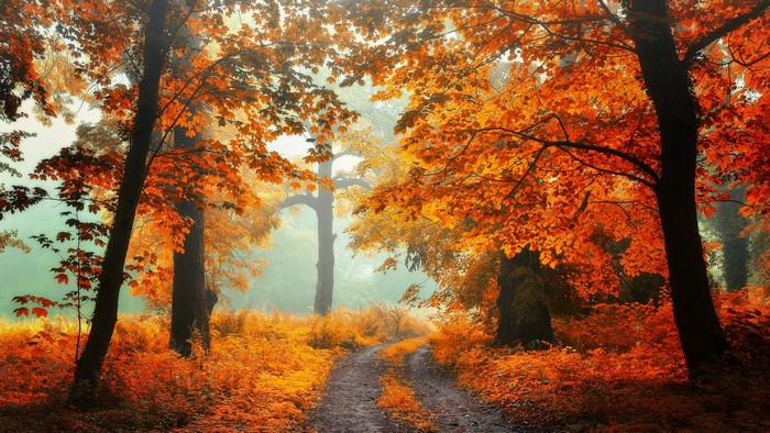 Dirt road through an autumn forest with orange leaves