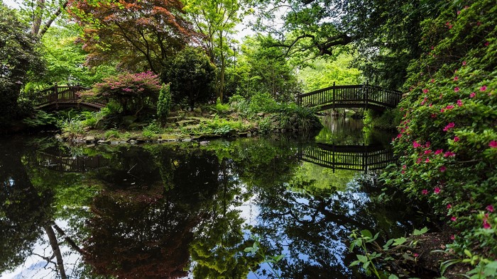 Wooden bridges over a pond in a park with pink flowers