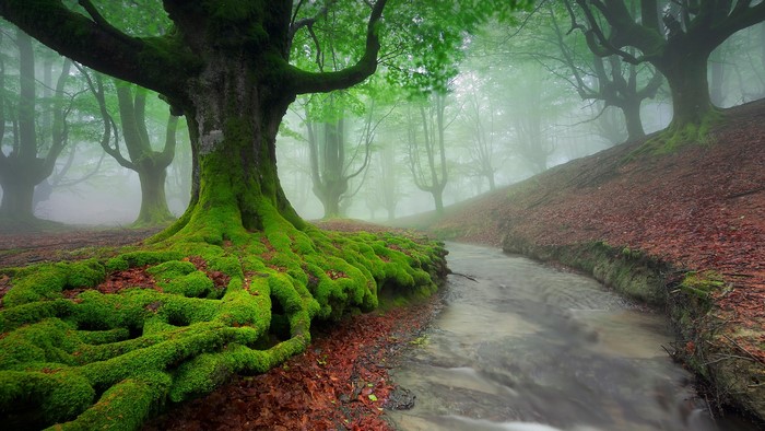Misty forest with moss-covered trees and a stream