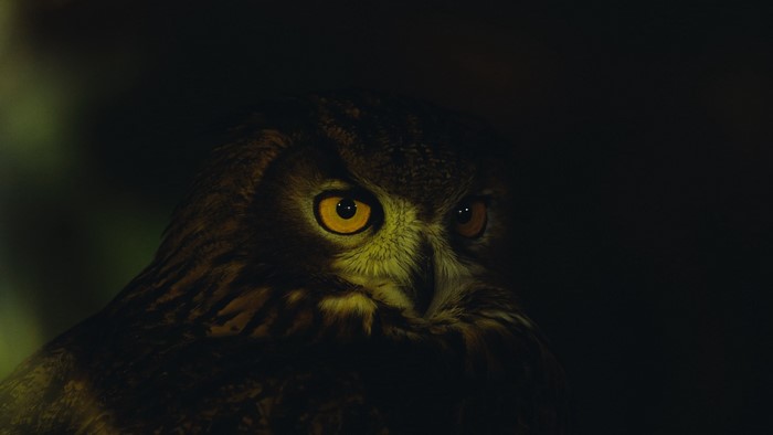 Close-up of a Hawk Owl's face in the dark