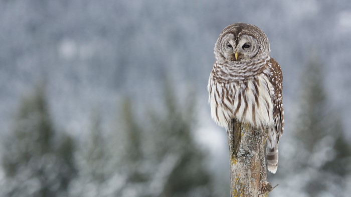 Barred owl perched on a tree stump in winter