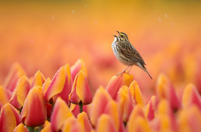 Bird singing on a tulip in the rain