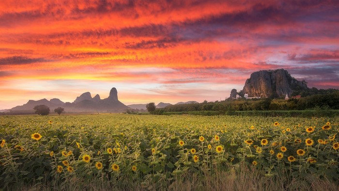 Sunflower field at sunset with mountains in Thailand
