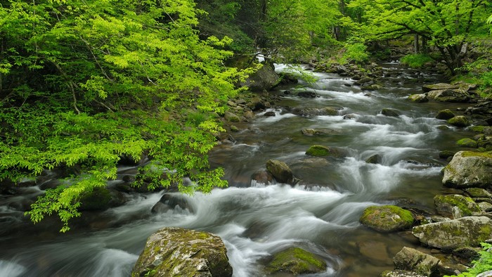 River flowing through a forest in the Smoky Mountains, USA