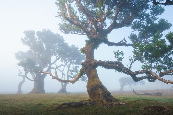 Ancient moss-covered trees in a misty forest