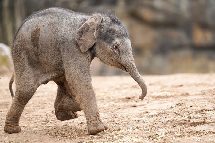 Baby elephant walking on sandy ground